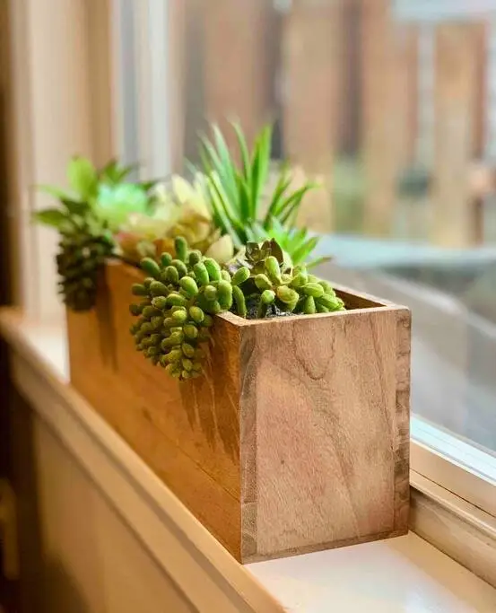 Succulent planter on a sunny windowsill at Magnolia House vacation rental in Bend